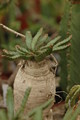 euphorbia stellata 1090