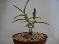 brachystelma vahrmeijeri 158