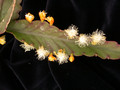 rhipsalis pachyptera 01