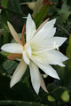 eh snowflake 8960 8846