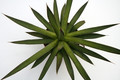 agave ocahui 7670