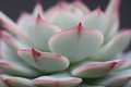 echeveria derenbergii 0243