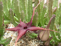 stapelia schinzii 01