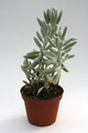 senecio haworthii 7562