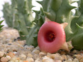 huernia somalica01