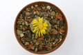lithops otzeniana 1633