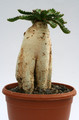 euphorbia stellata 7259