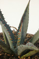 agave mckelveyana yava 8452