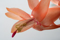 schlumbergera christmas flame 6368