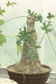 cephaopentandra ecirrhosa 04
