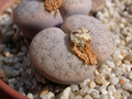 lithops pseudotruncatella alpina 06