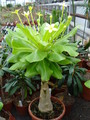 brighamia insignis