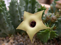 huernia primuli mbb6607 01