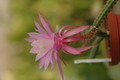 aporocactus royal silk 1304