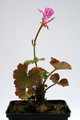 pelargonium endlicherianum 0593