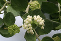 hoya pachyclada 6513