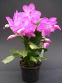 schlumbergera polka dancer 1618