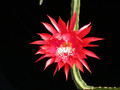 aporocactus peggys cartwheel01