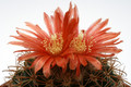 parodia yamparaezii 9734