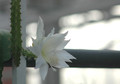 heliocereus speciosus amacamensis 03