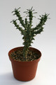euphorbia tuberculata 0590