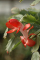 schlumbergera stephanie 8252