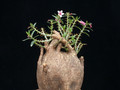 pachypodium bispinosum 07