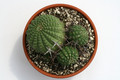 euphorbia stellaspina klein  9514