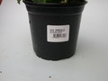 hoya imperialis 4009
