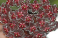 hoya pubicalyx silver pink 09