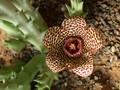 orbea verrucosa karoo 04