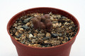conophytum pellucidum cupreatum grootberg 2847
