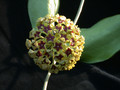 hoya cinnamomifolia 0091 01