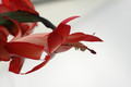 schlumbergera elfenzauber 8154