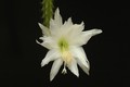 heliocerus speciosus amacamensis 23