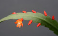lepismium monacanthum espinosae 1821