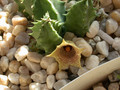 huernia thuretii D1449 4