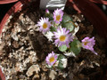 conophytum longistylum3