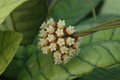 hoya meredithii 3425 08