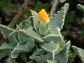 faucaria lupina 04