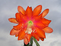 epicactus apache magic 03