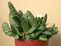 gasteria prolifera 03