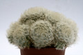 mammillaria plumosa 0117