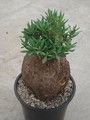 pachypodium bispinosum 6