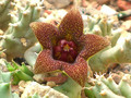 huerniopsis decipiens 0222