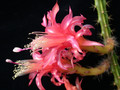 aporocactus tempelfire 04