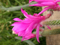 aporocactus avoud x vs02