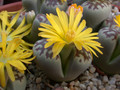 lithops dorotheae 07