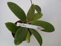 hoya buthanica 1407