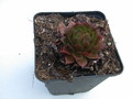 sempervivum orange glow 5735